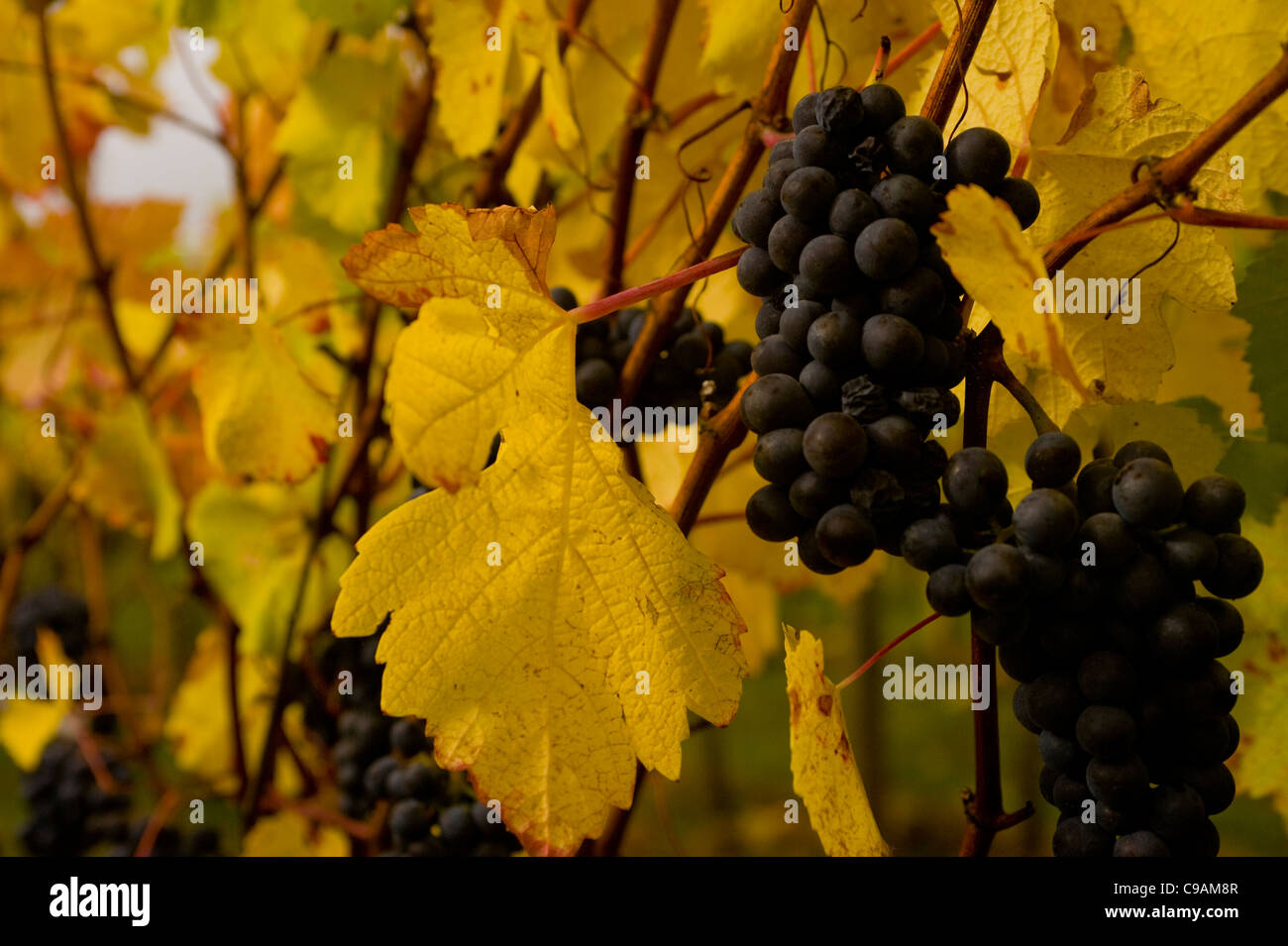 Pinot noir grapes with fall foliage at Elk Cove Vineyards in the Willamette Valley of Oregon at harvest time. Stock Photo
