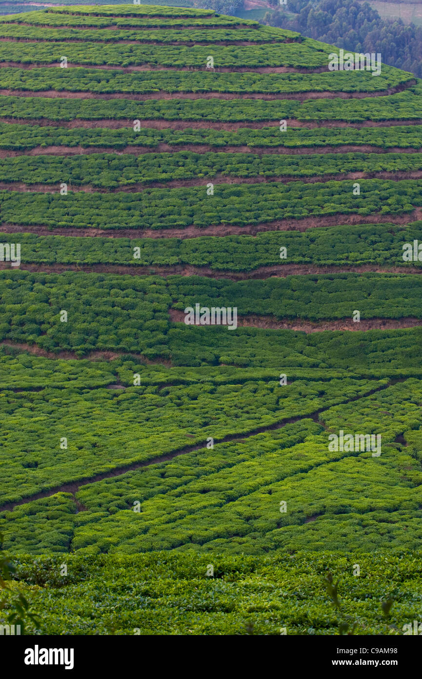 Rolling deforested hills planted in tea plantations near Gishwati Forest, Rwanda. Stock Photo
