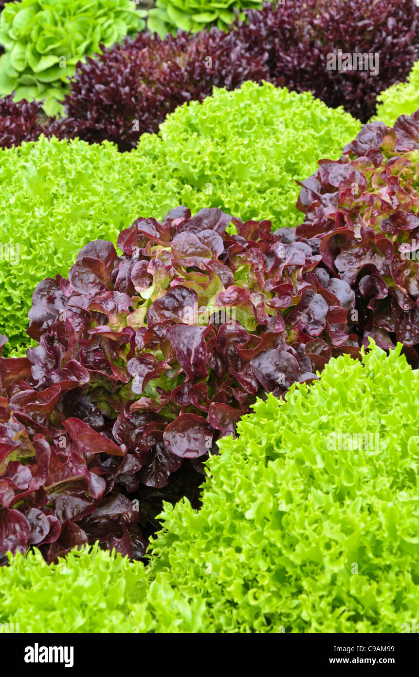 Head lettuce (Lactuca sativa var. capitata) Stock Photo