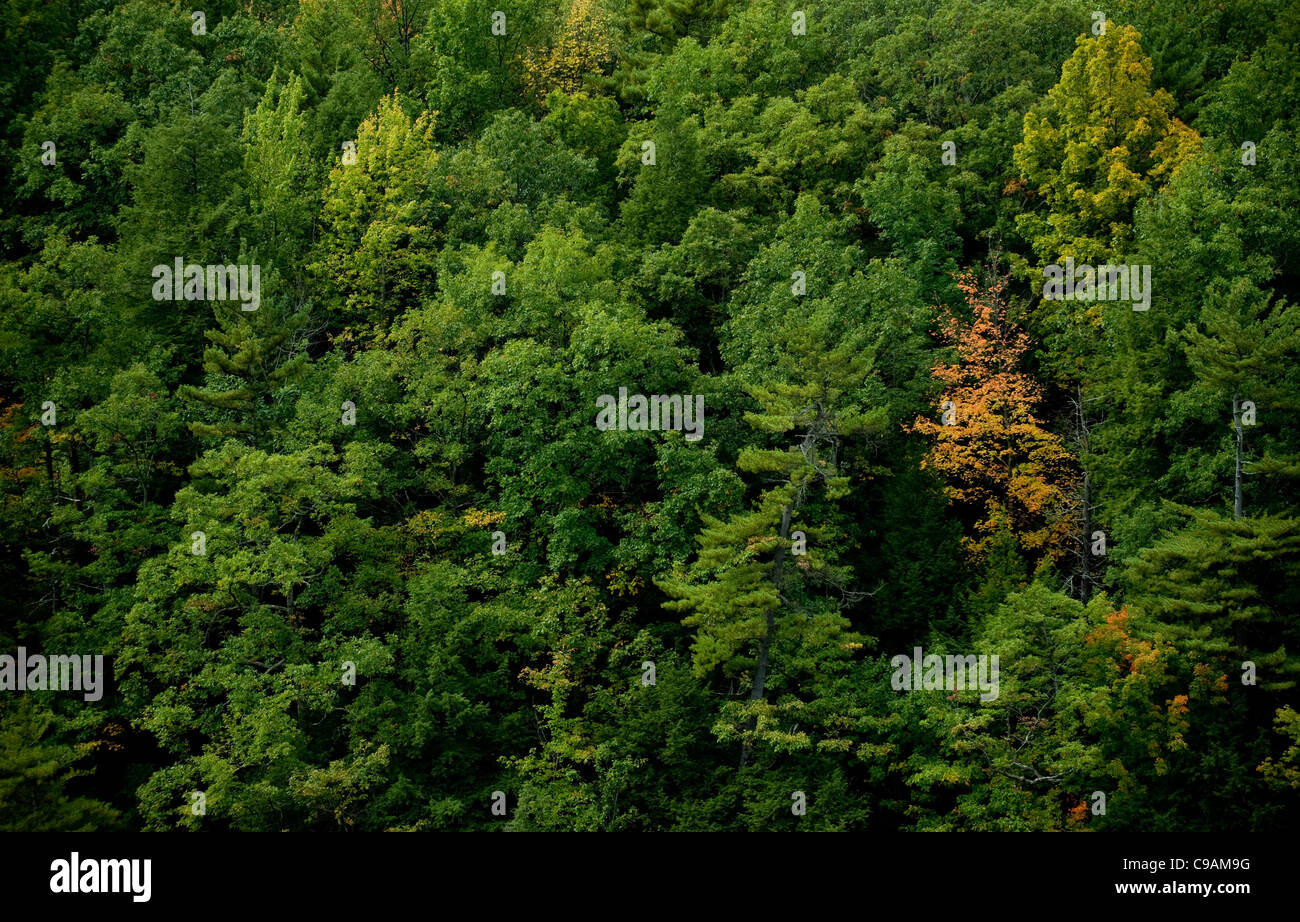 New england maple trees in fall hi-res stock photography and images - Alamy