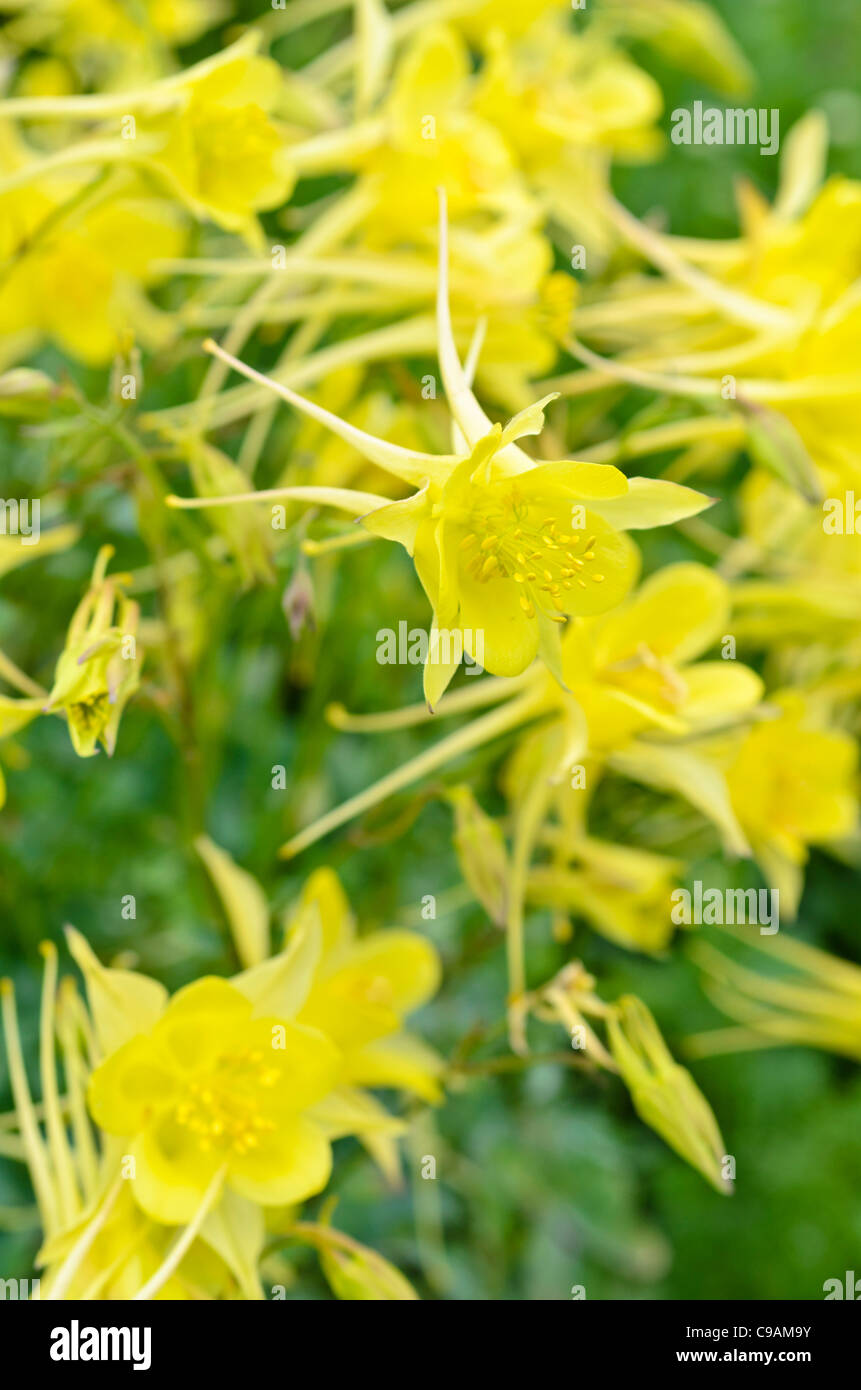 Golden spurred columbine (Aquilegia chrysantha 'Yellow Queen') Stock Photo