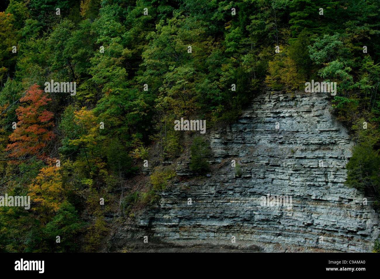 Rockslide With Maple Trees Changing Color In Stony Brook State
