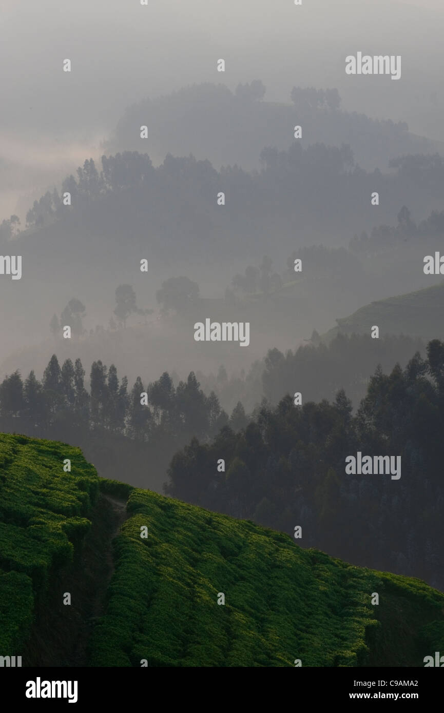 Morning fog lifting over the Gishwati forest in Rwanda with tea plantations in the foreground. Stock Photo