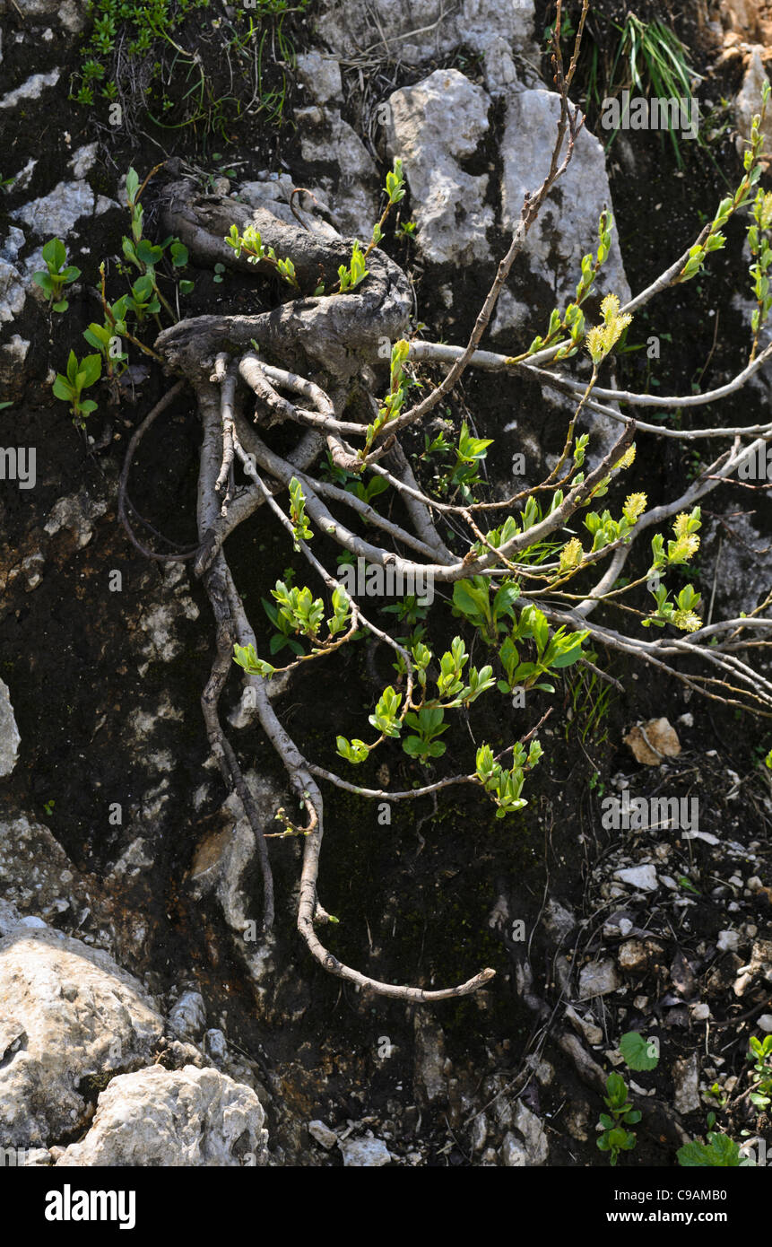 Willow (Salix) Stock Photo