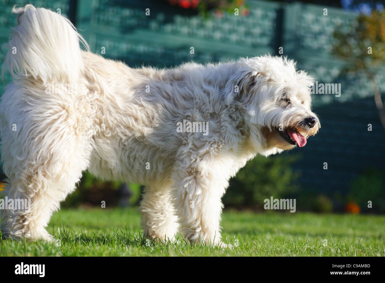 White dog in garden Stock Photo - Alamy