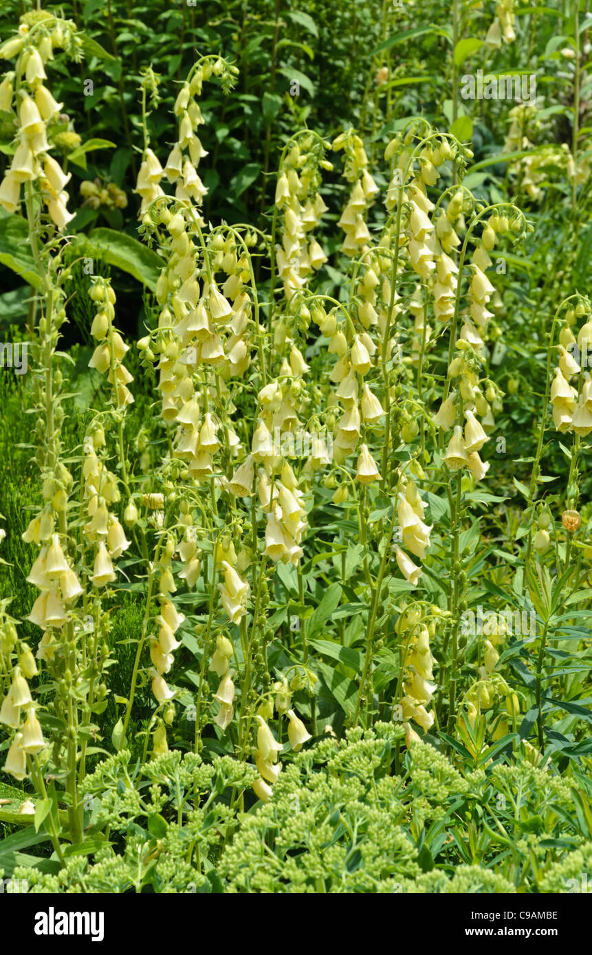 Large yellow foxglove (Digitalis grandiflora Stock Photo - Alamy