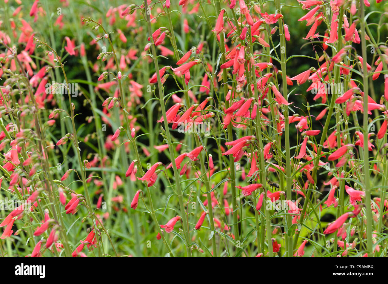 Penstemon Barbatus Rondo