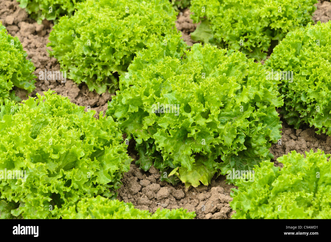 Loose-leaf lettuce (Lactuca sativa var. crispa 'Lollo Bionda Aleppo') Stock Photo