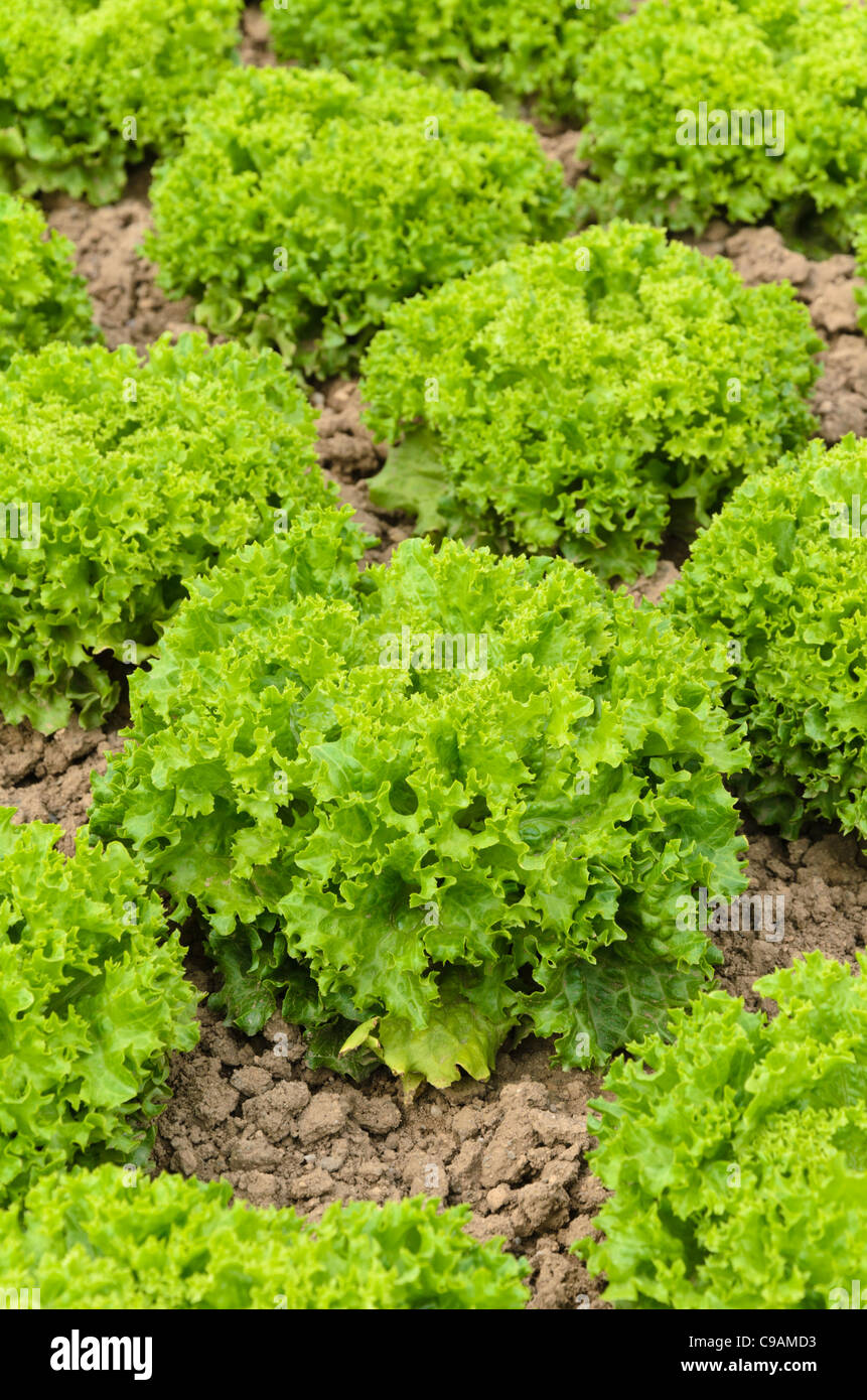 Loose-leaf lettuce (Lactuca sativa var. crispa 'Lollo Bionda Aleppo') Stock Photo