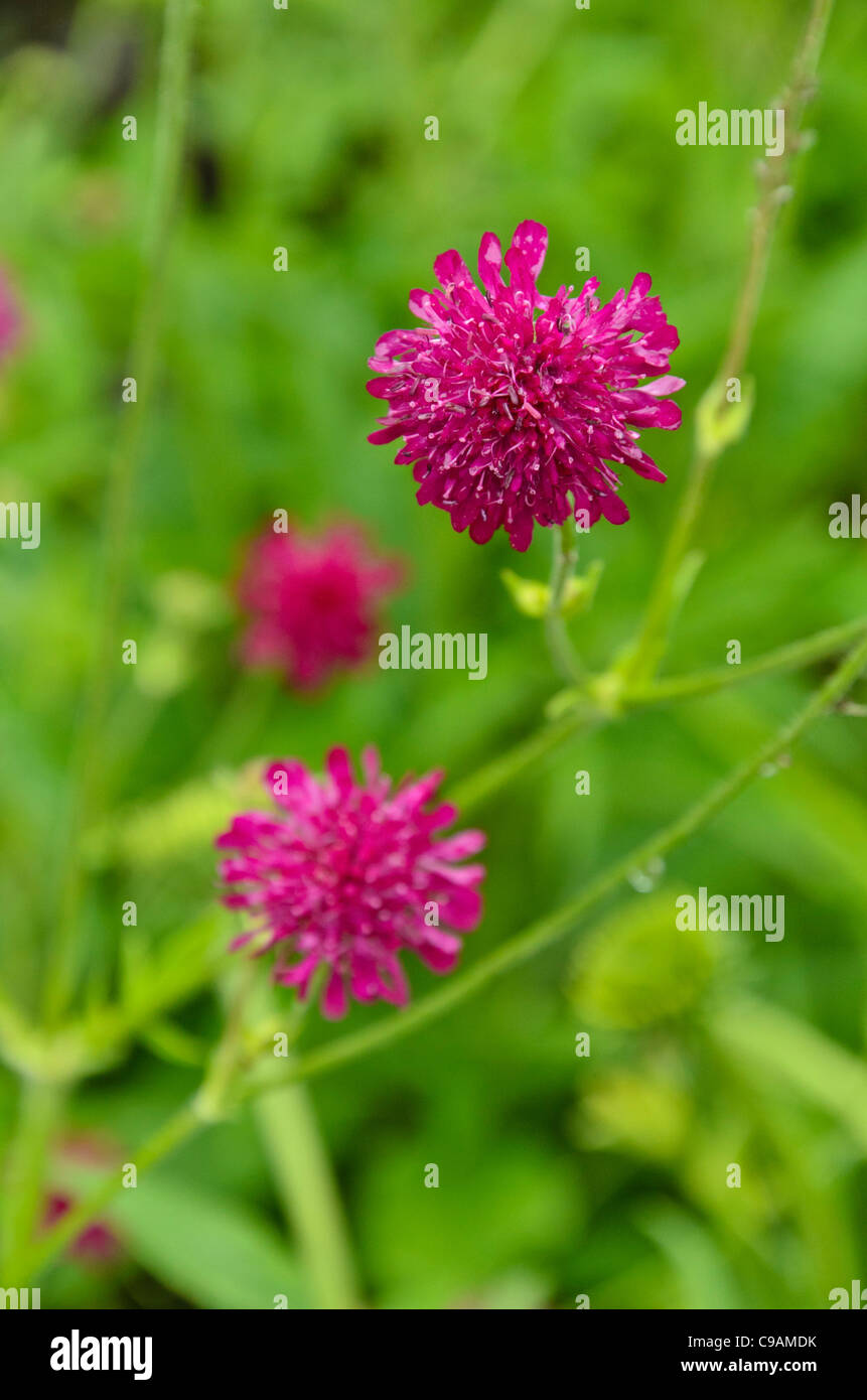 Macedonian widow flower (Knautia macedonica Stock Photo Alamy