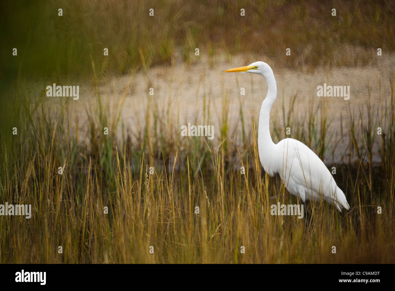 Egret Stock Photo