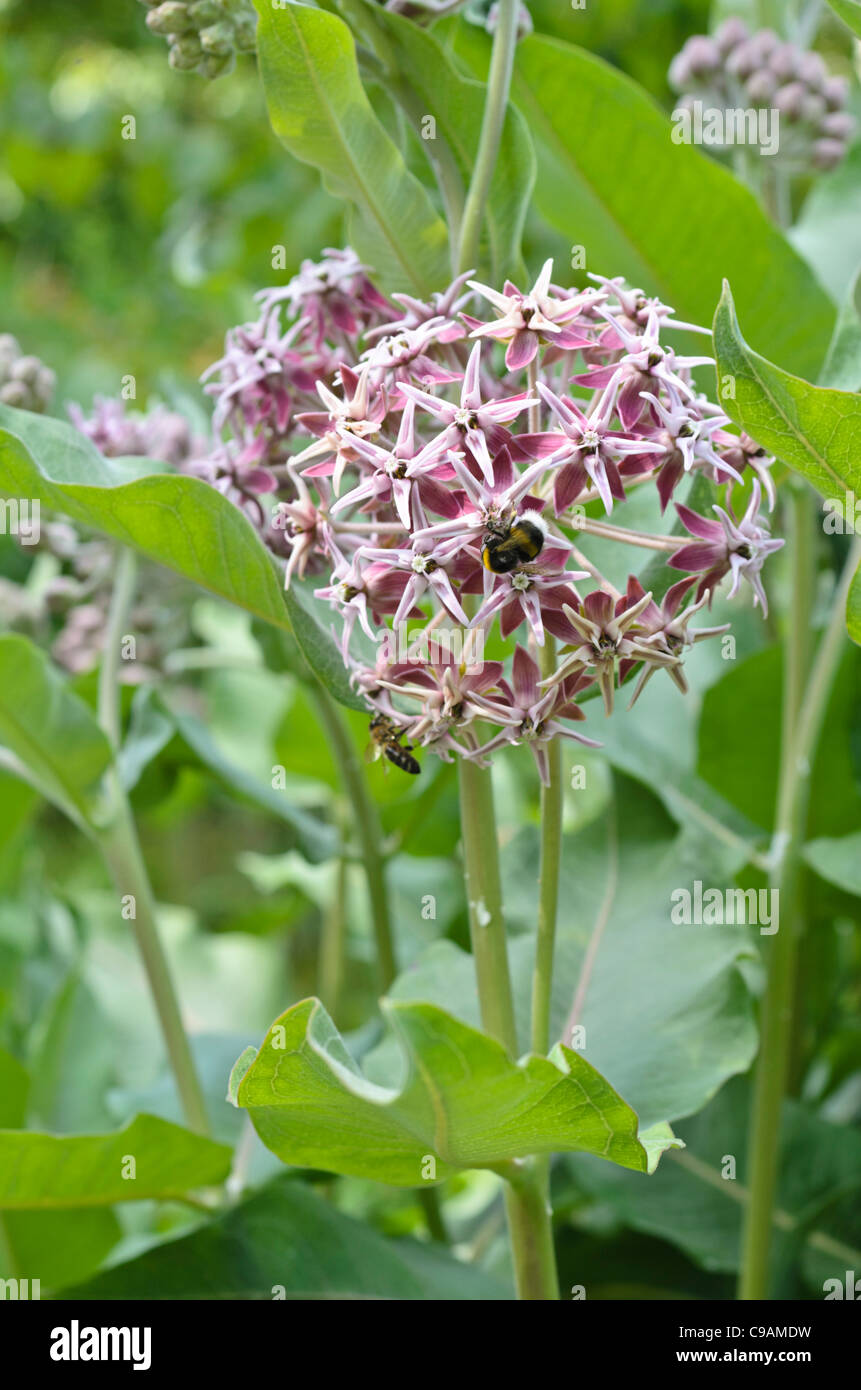 Showy milkweed (Asclepias speciosa) Stock Photo