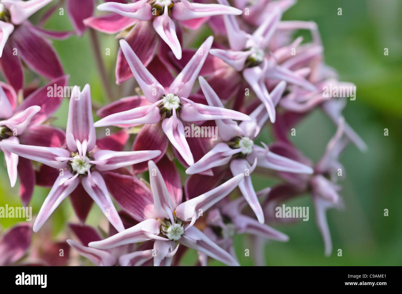 Showy milkweed (Asclepias speciosa) Stock Photo