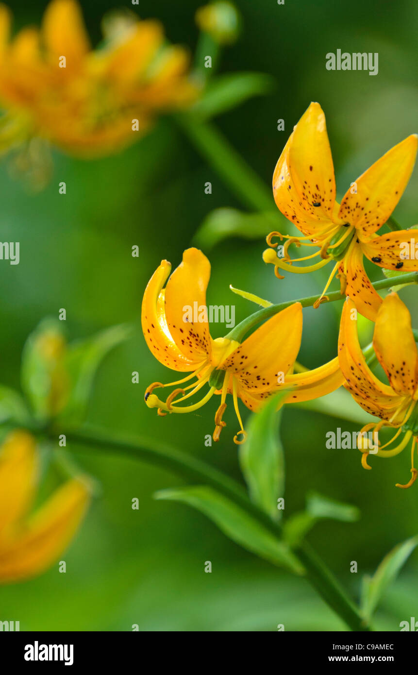 Lily (Lilium hansonii) Stock Photo