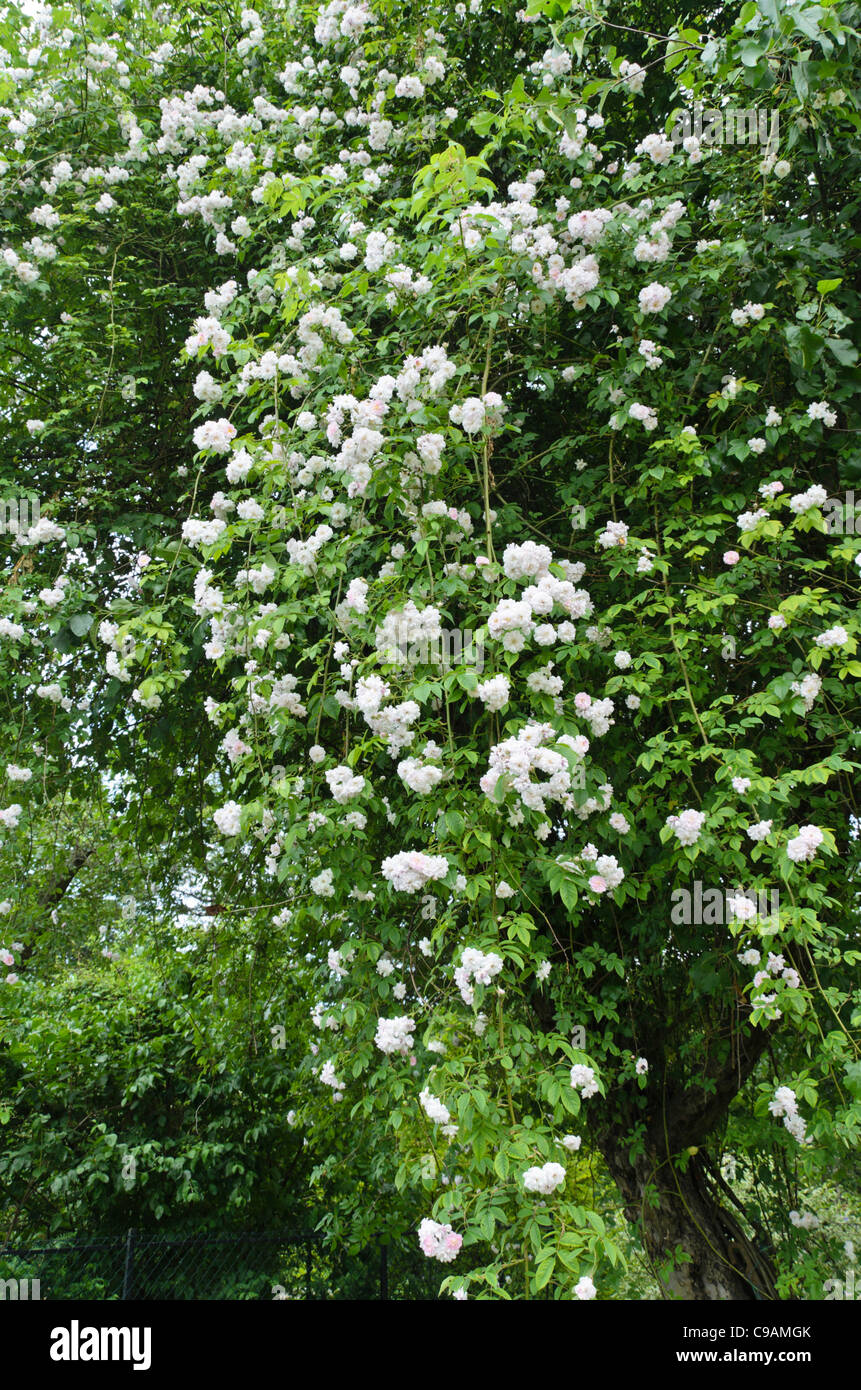 Rambler (Rosa Paul's Himalayan Musk) on an apple tree Stock Photo