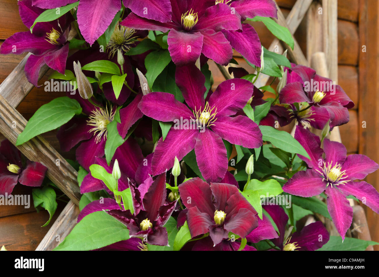 Clematis (Clematis Niobe Stock Photo Alamy