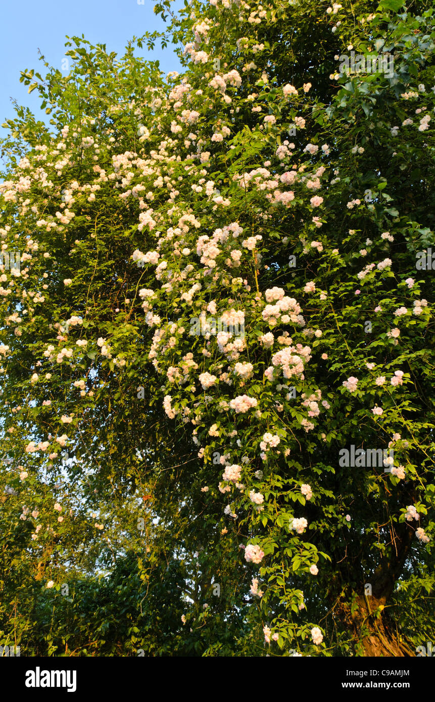Rambler (Rosa Paul's Himalayan Musk) on an apple tree Stock Photo
