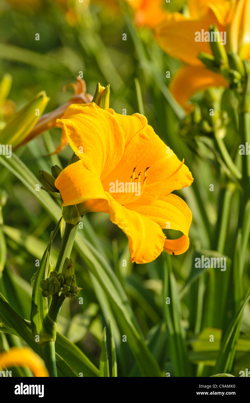 Day lily (Hemerocallis Early Glow) Stock Photo