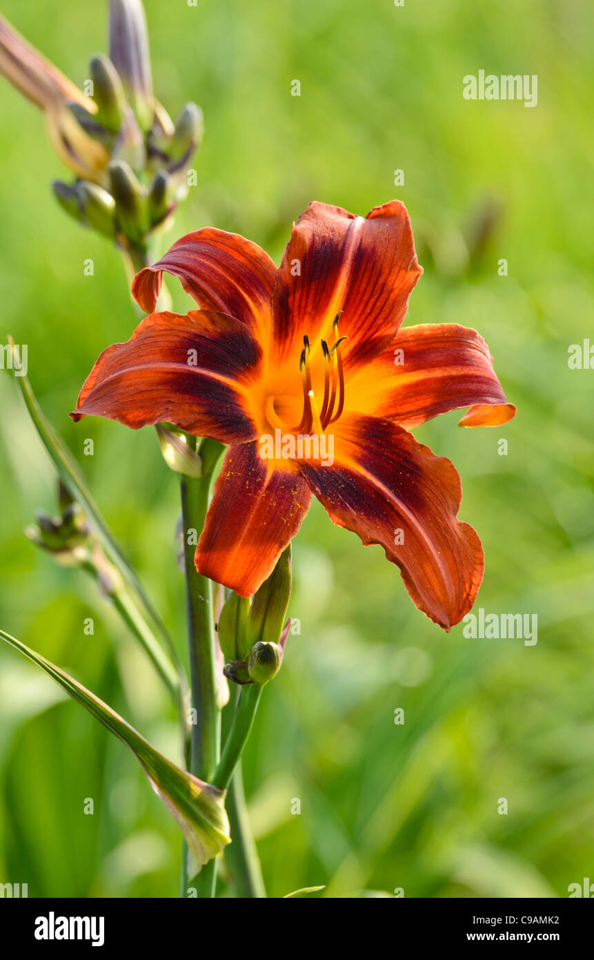 Day lily (Hemerocallis Dark and Early) Stock Photo