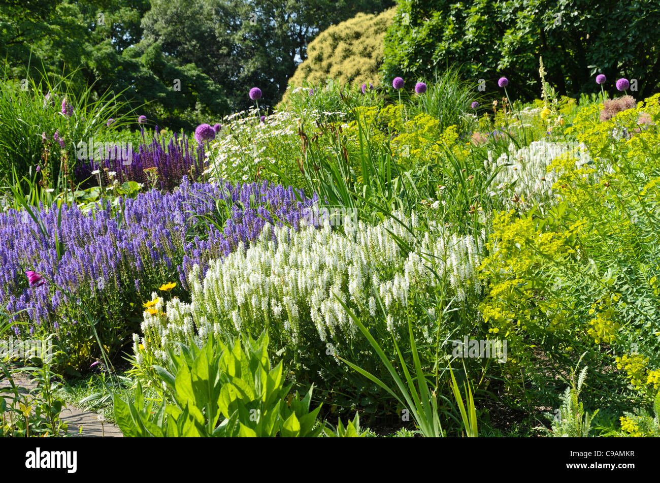 Woodland sage (Salvia nemorosa) and spurge (Euphorbia) Stock Photo