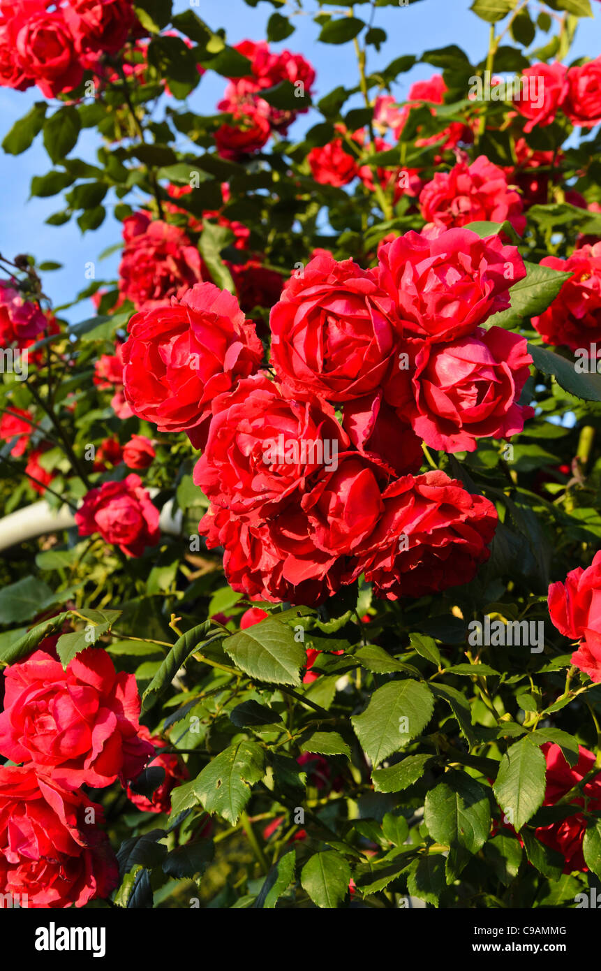 Multiflora rose (Rosa Paul's Scarlet Climber) Stock Photo