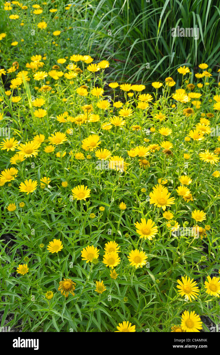 Yellow oxeye (Buphthalmum salicifolium) Stock Photo
