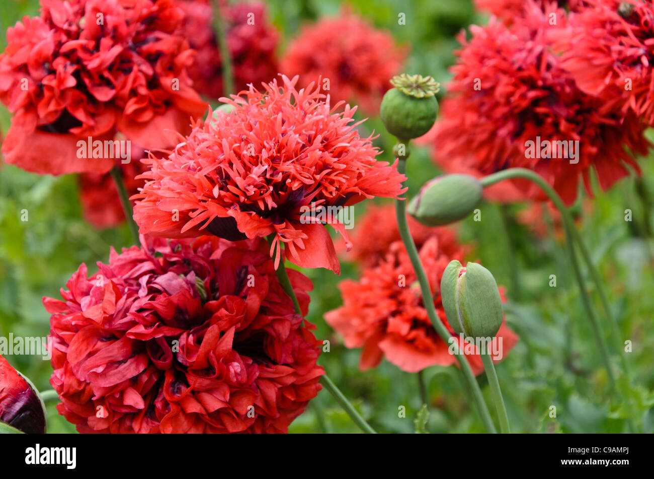 Opium poppy (Papaver somniferum Stock Photo - Alamy