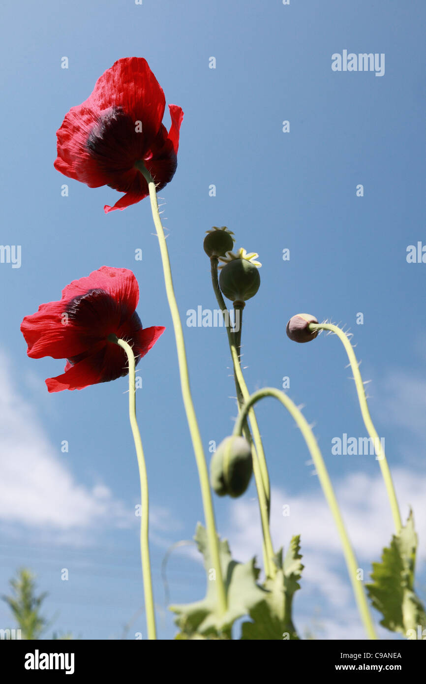 Poppy field with red flowers on blue sky Stock Photo - Alamy