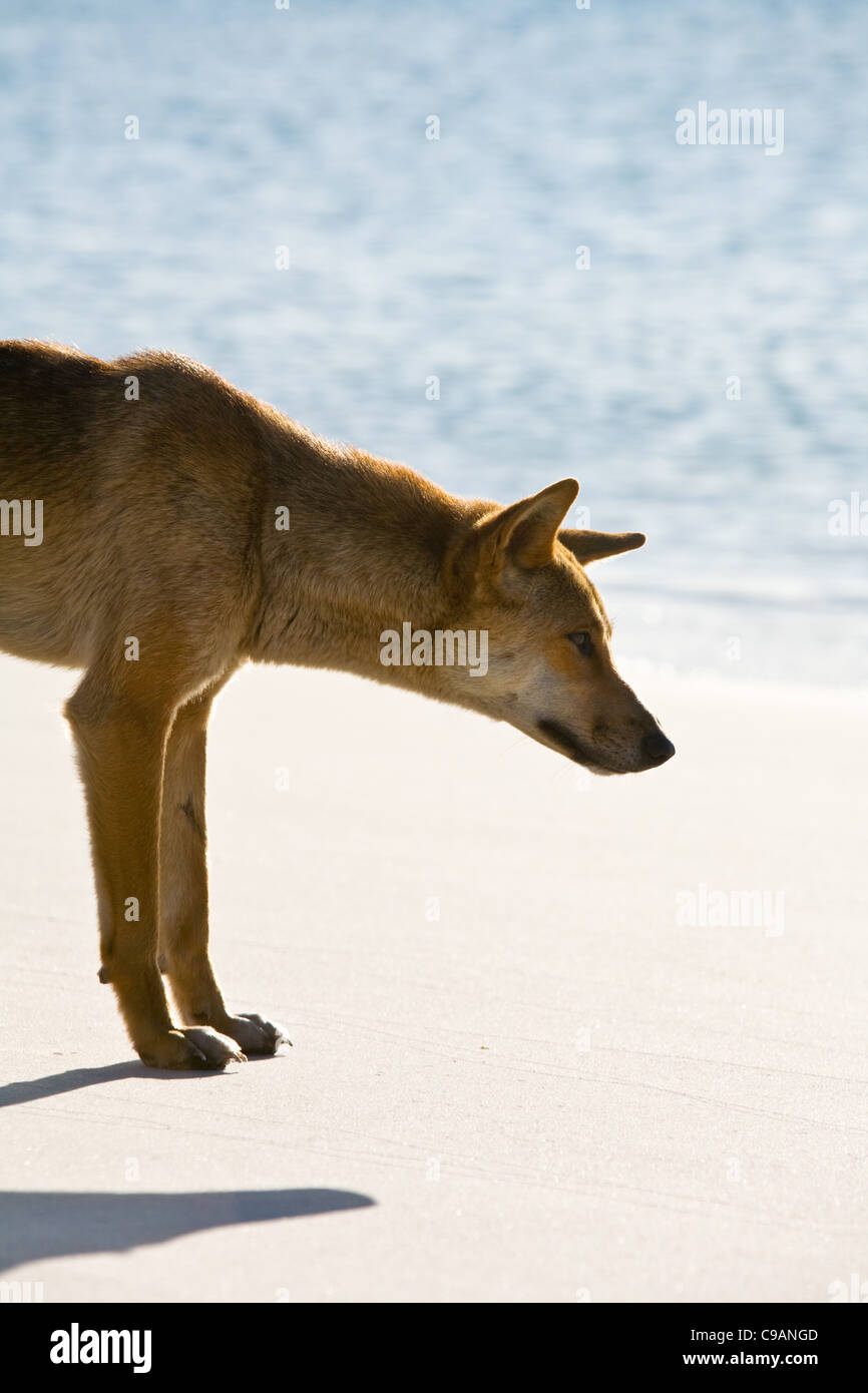 A Fraser Island dingo (Canis familiaris). Fraser Island, Queensland