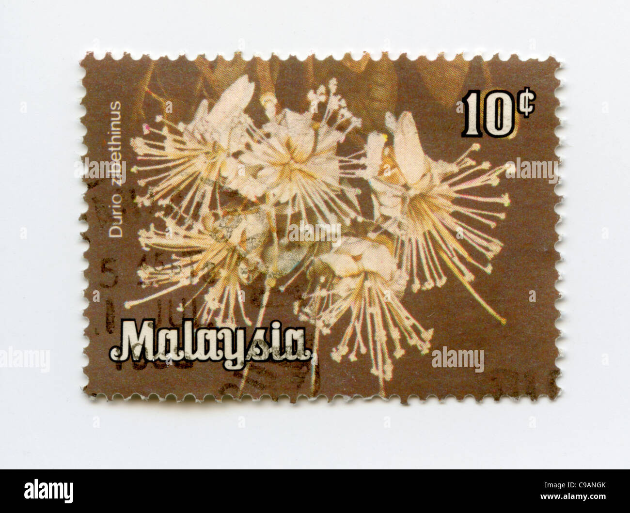 Malaysia postage stamp durio ziberhinus Stock Photo Alamy