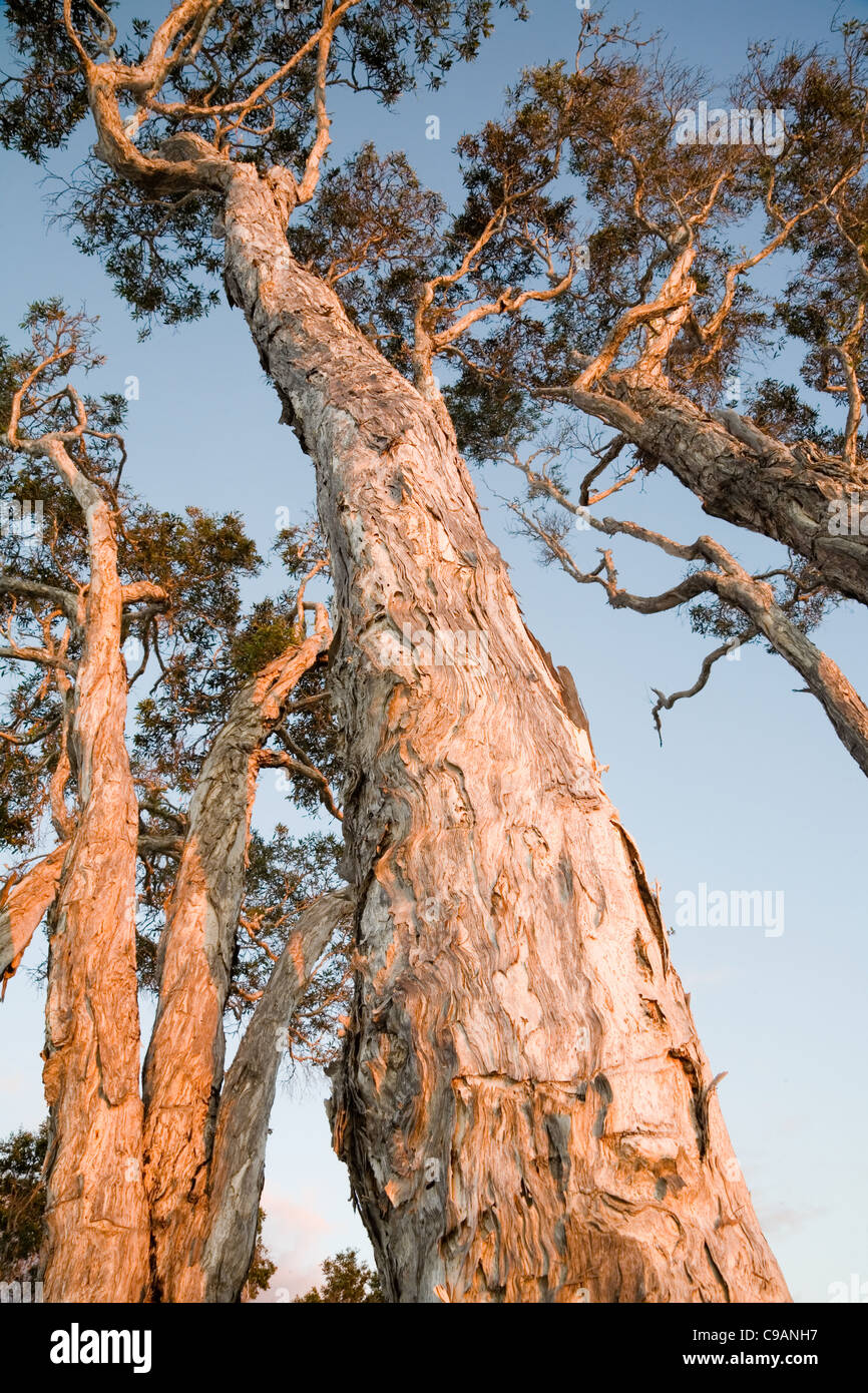 Melaleuca trees (also known as Paperbark trees). Coongul Creek, Fraser Island, Queensland, AUSTRALIA Stock Photo