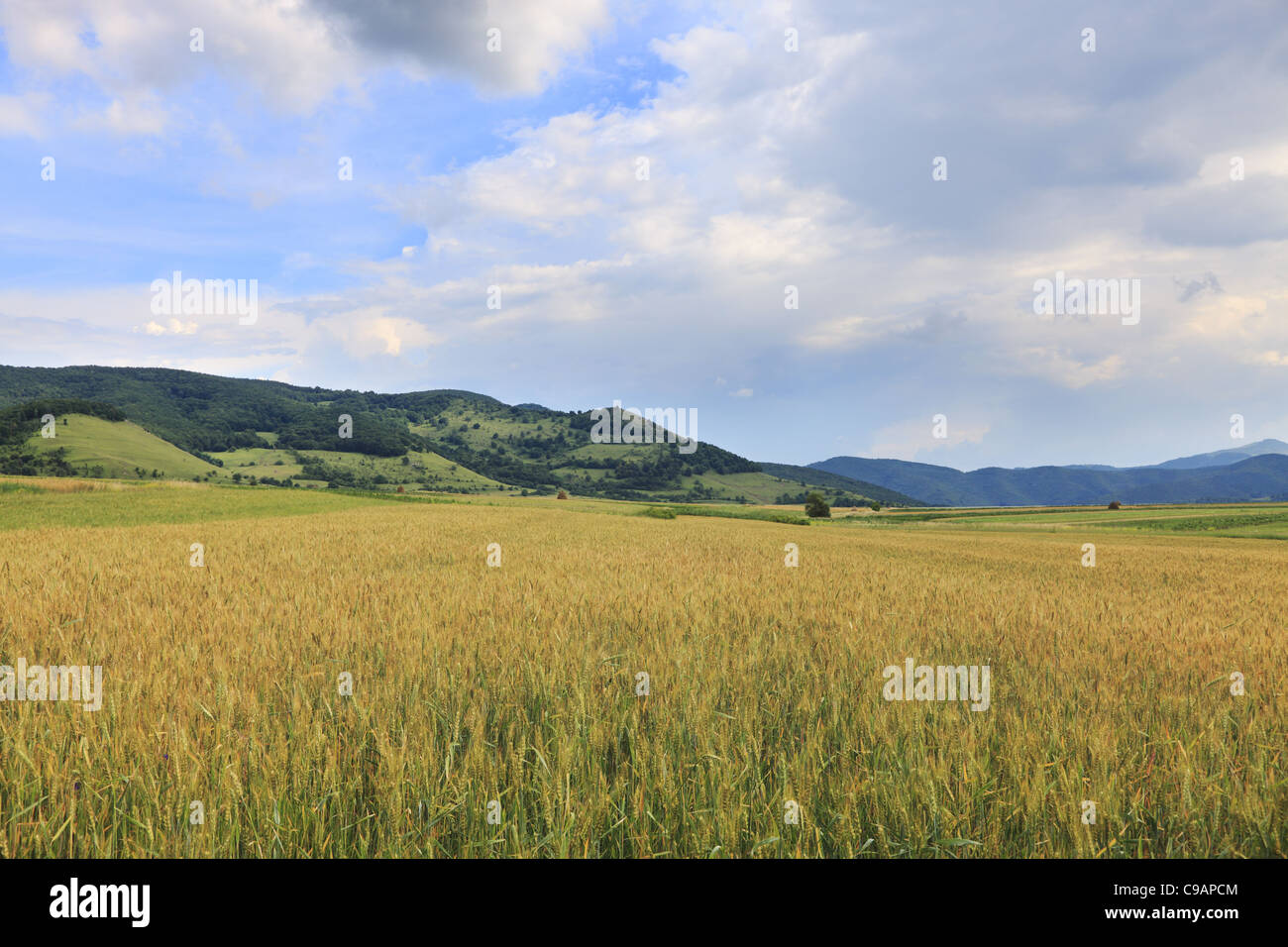 Image of a wheat field in summer Stock Photo - Alamy