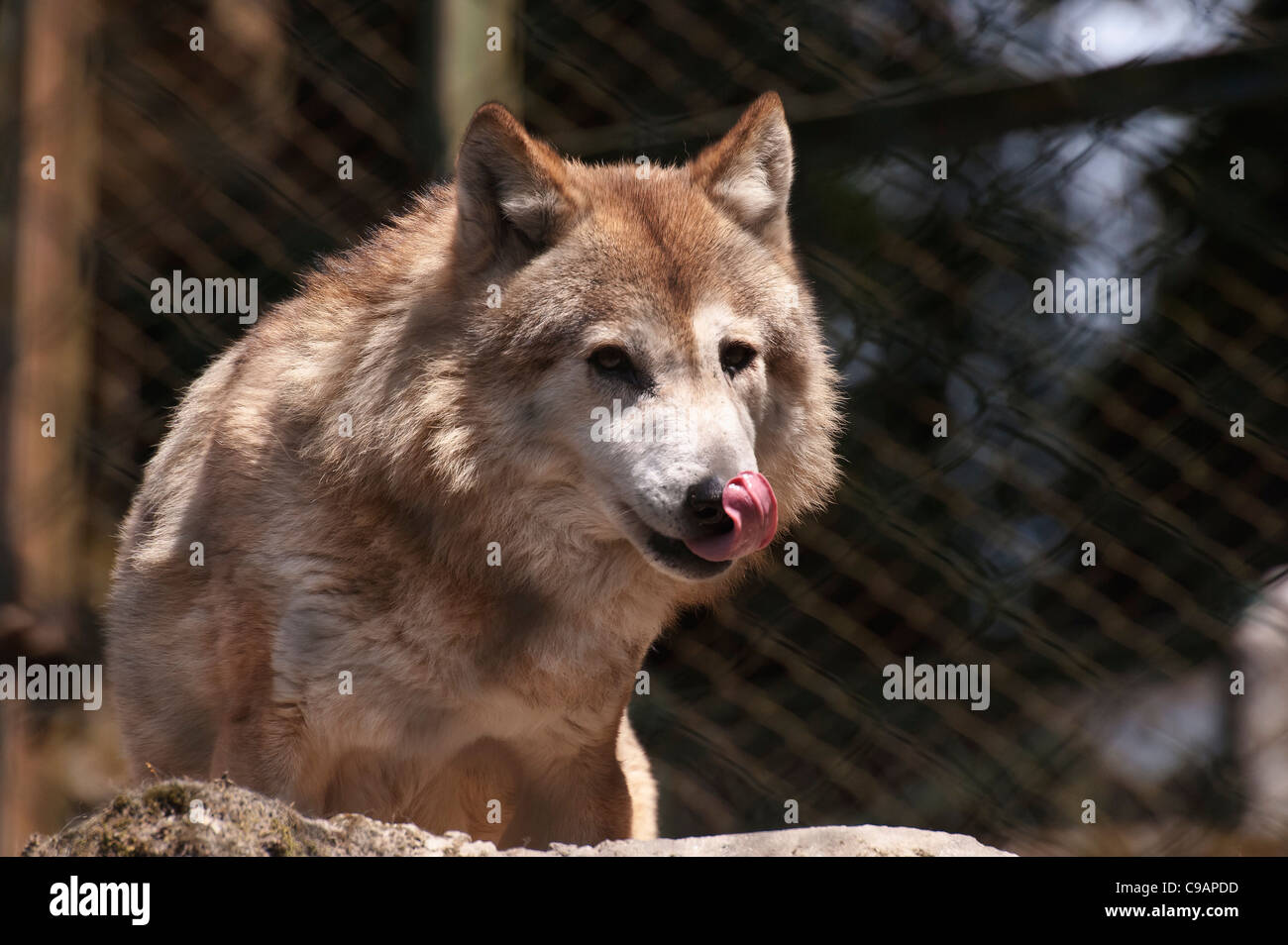 Himalayan wolf leaking tongue for food -wait for morning  breakfast- no-1 Stock Photo