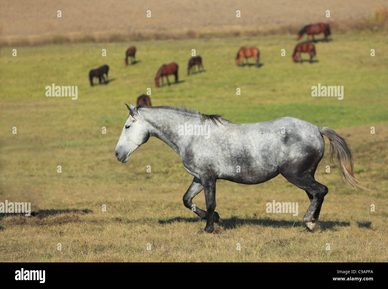 A Lippizan horse in front of a herd of horses in a field. Stock Photo