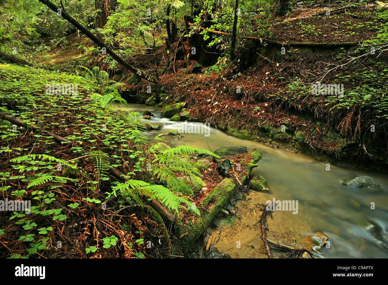 Lush rain forest stream with ferns and clovers Stock Photo