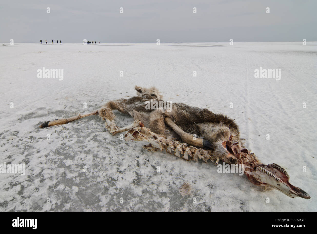 Animal carcass on ice, Shiretoko and Nemuro, Hokkaido, Japan Stock Photo