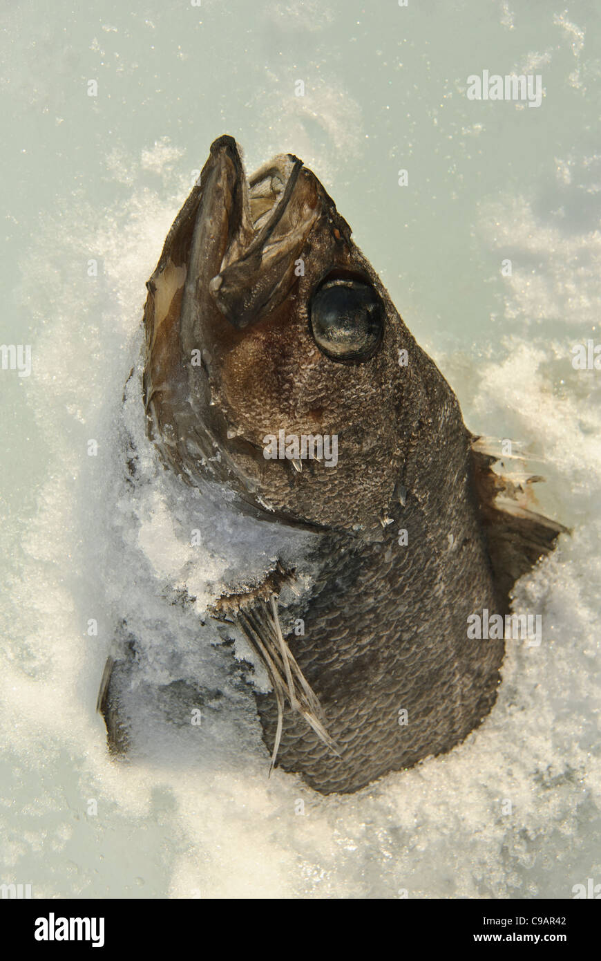 Dead fish frozen in ice, Shiretoko and Nemuro, Hokkaido, Japan Stock Photo