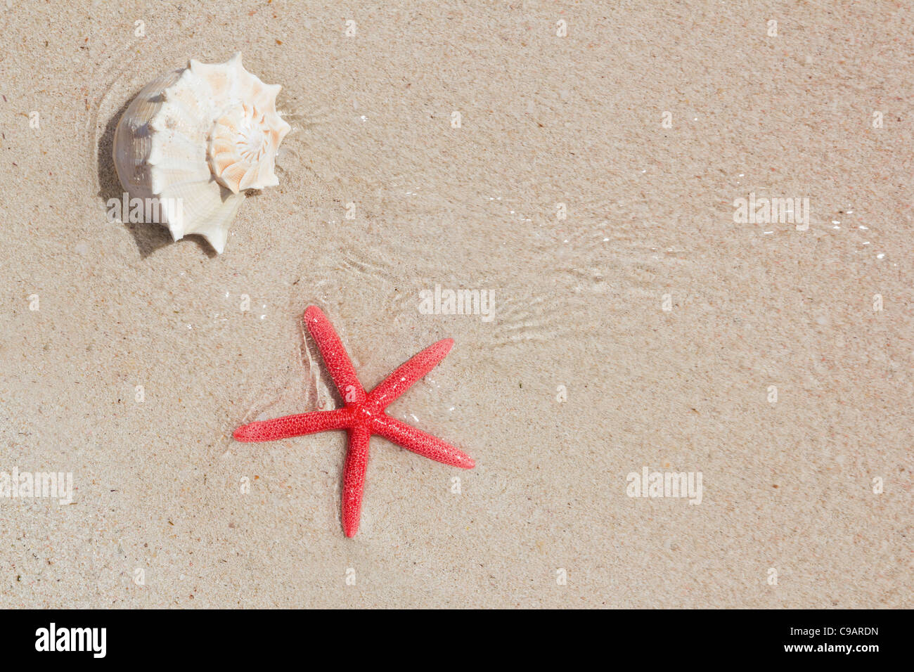 seashell and starfish in white sand beach as summer vacation symbols Stock Photo