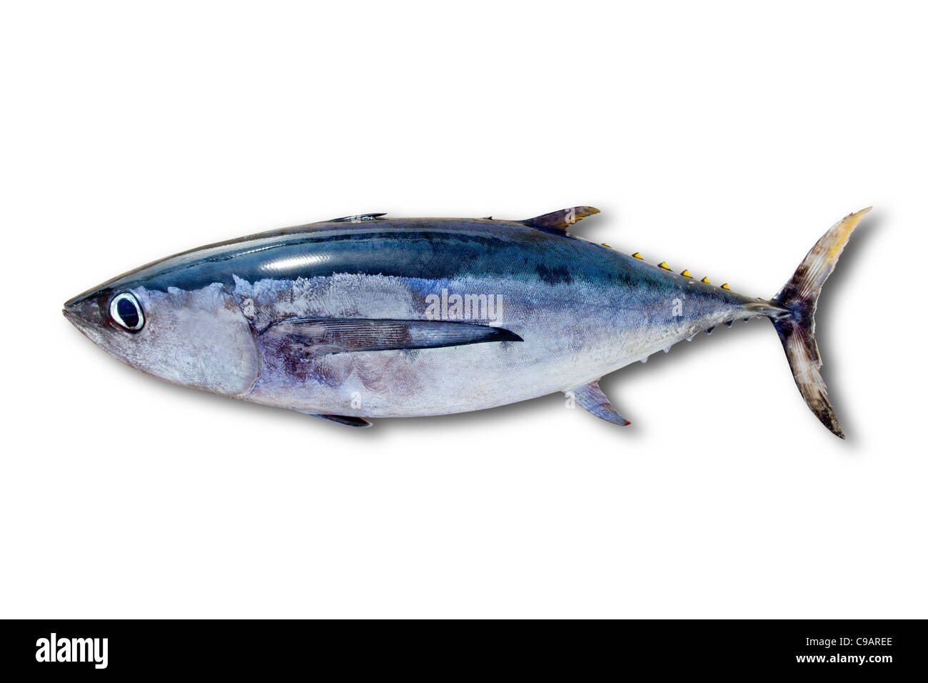 Albacore tuna Thunnus alalunga fish isolated on white Stock Photo