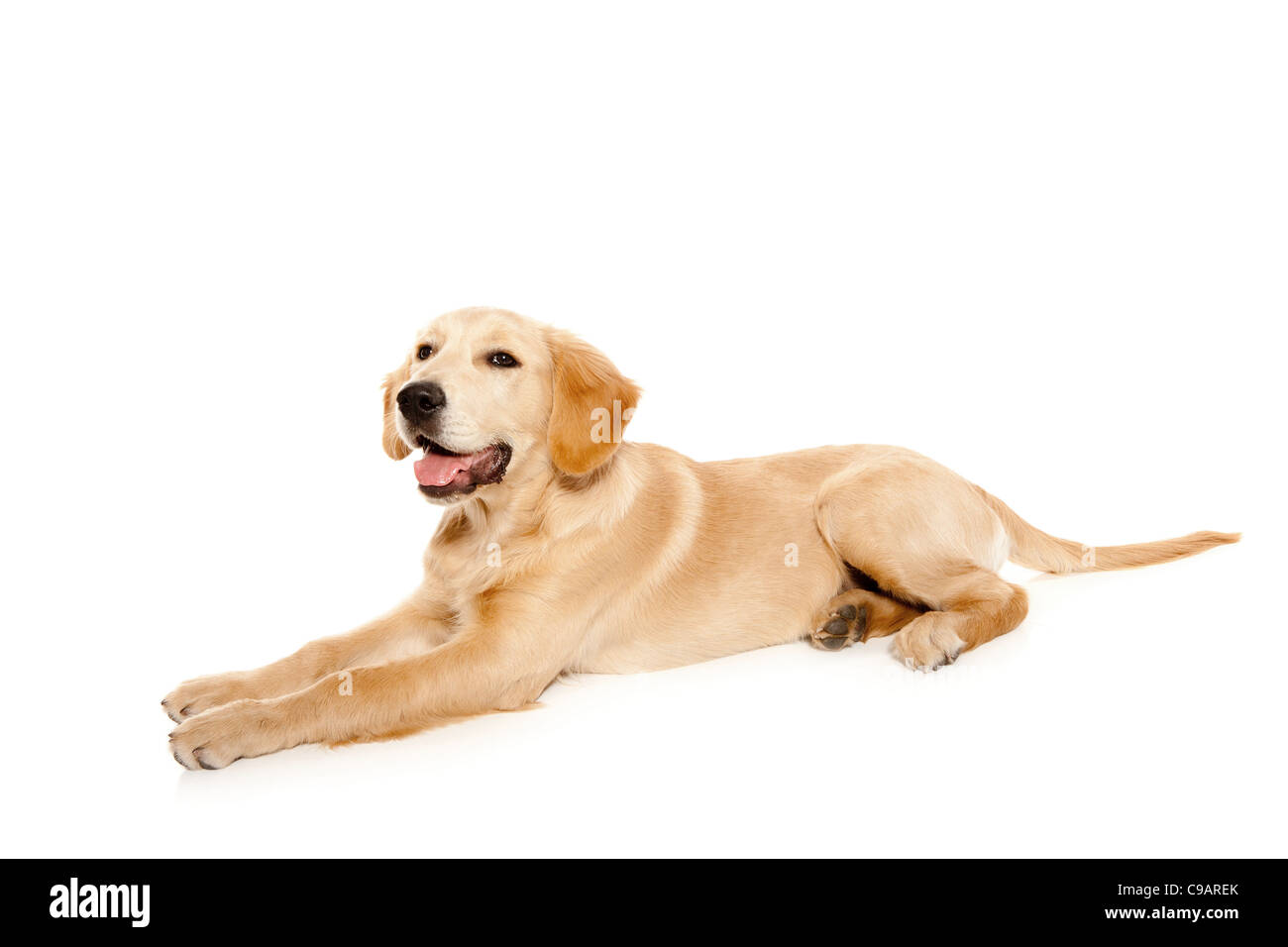 Golden retriever puppy purebred dog isolated on white Stock Photo - Alamy