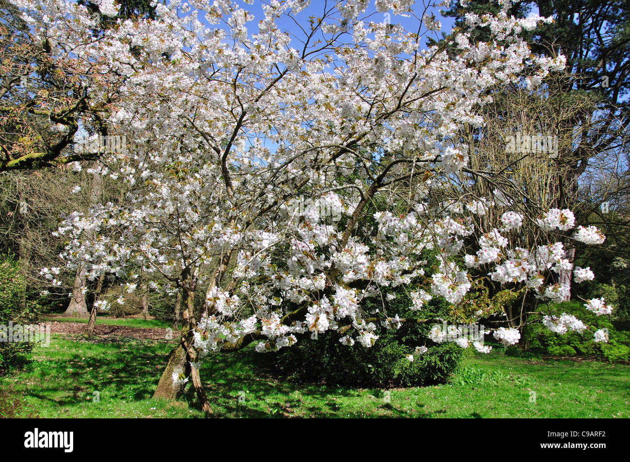 A white cherry tree in full blossom UK Stock Photo