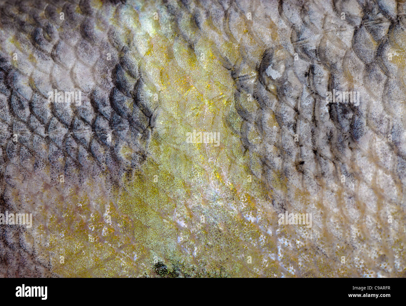 fish scale macro texture background Stock Photo