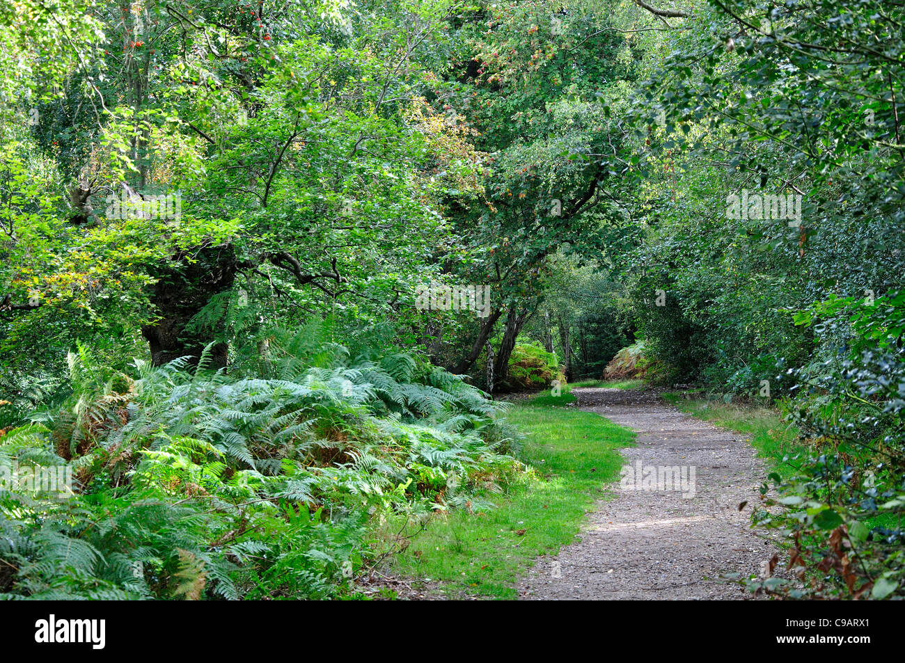 Burnham Beeches, near Slough, UK September 2011 Stock Photo Alamy