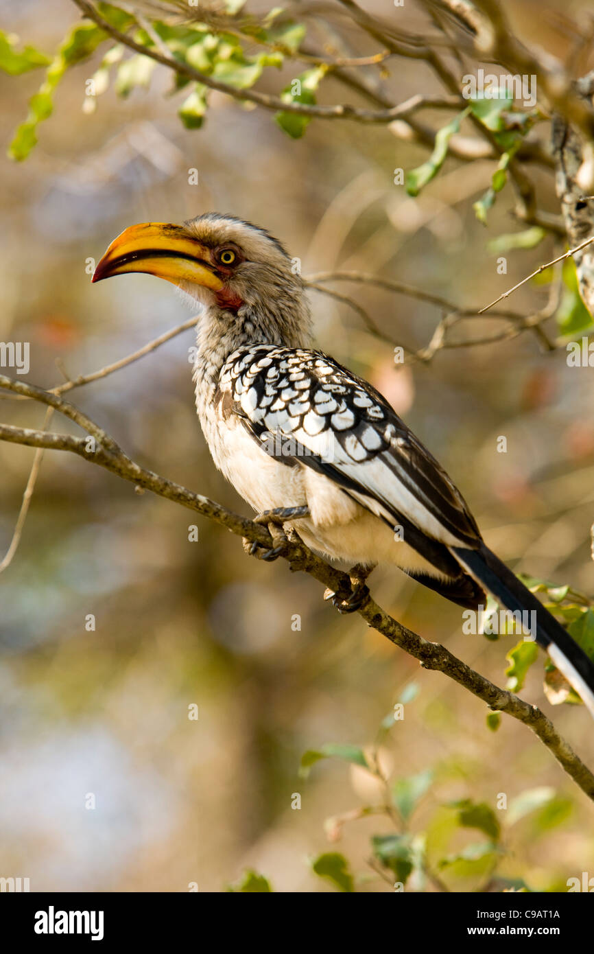 Southern Yellow-billed Hornbill (Tockus leucomelas) at Kruger Park, South Africa Stock Photo