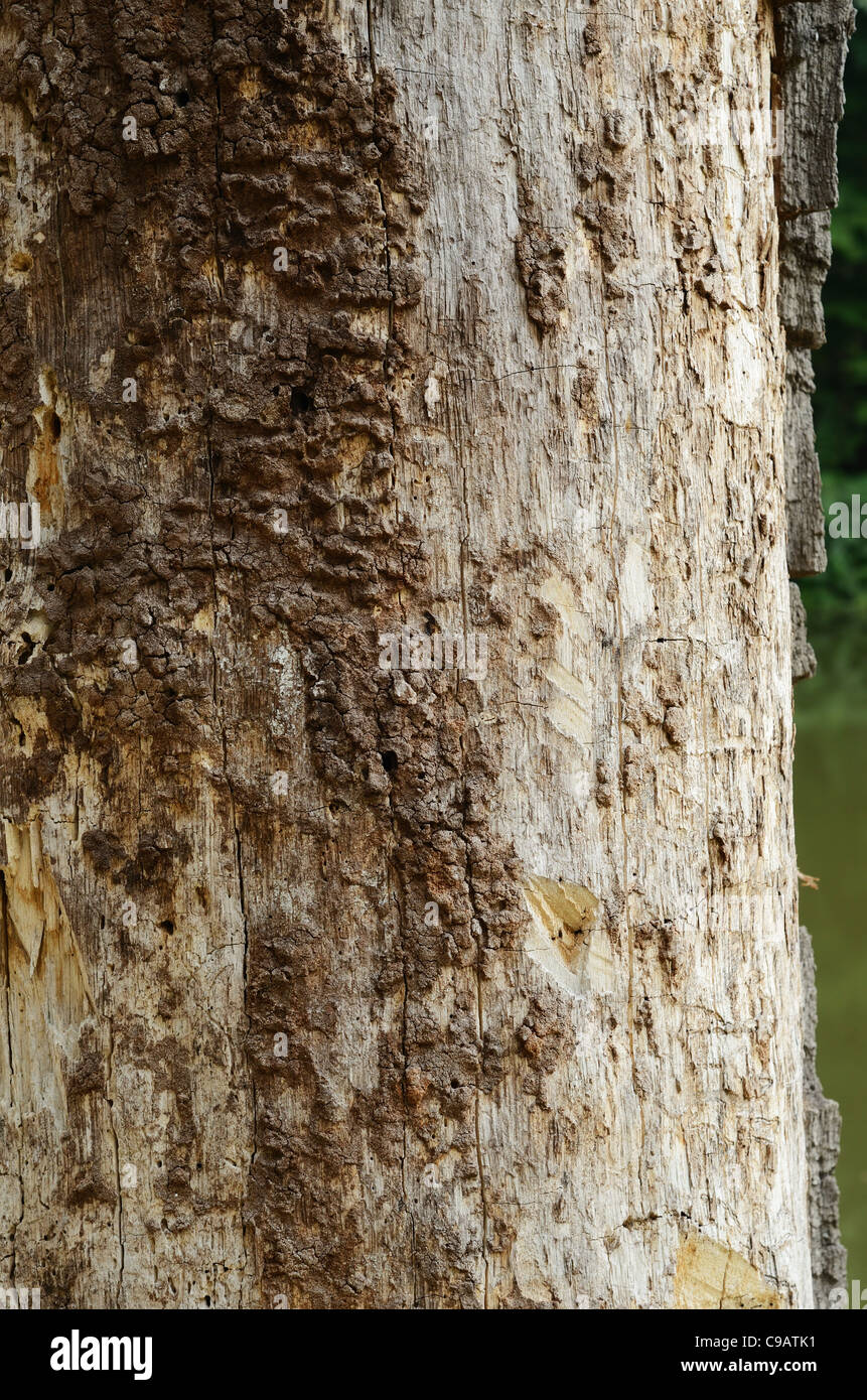 Close-up of old tree trunk Stock Photo - Alamy