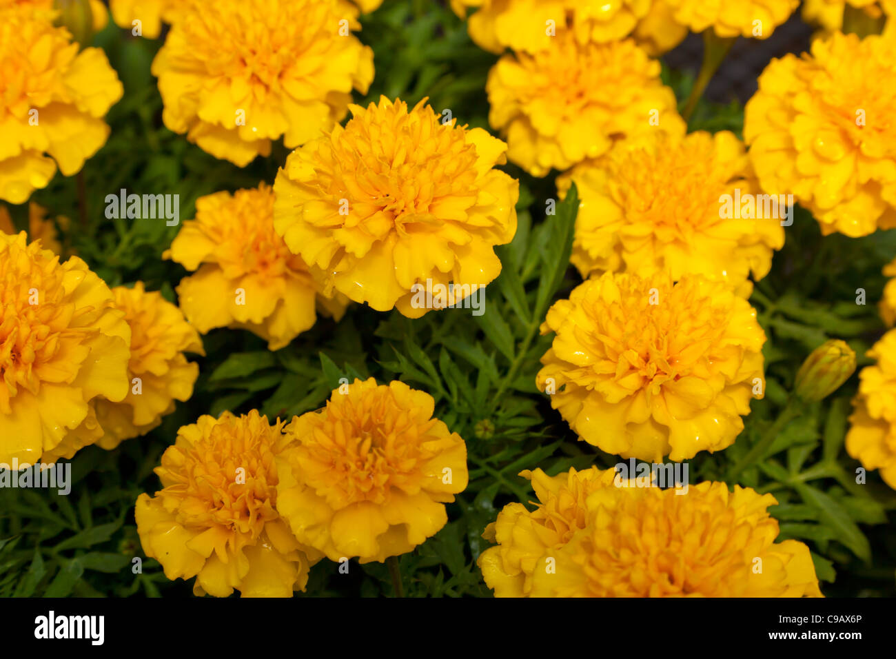 Close view of a group of Marigold flowers Stock Photo