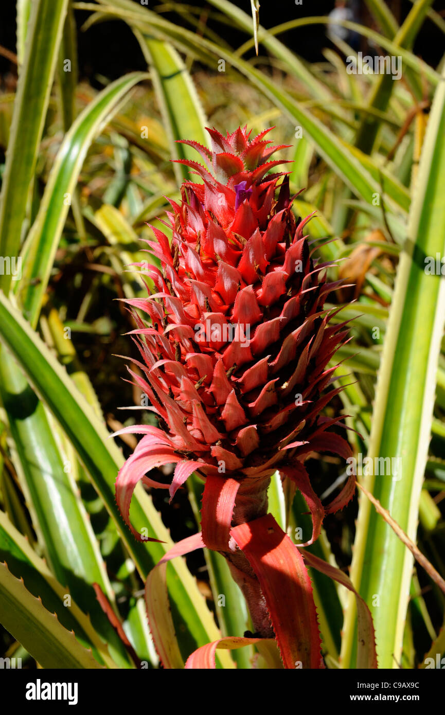 Pineapple Field Dole Plantation Wahiawa Honolulu Hawaii Oahu Pacific Ocean Stock Photo Alamy