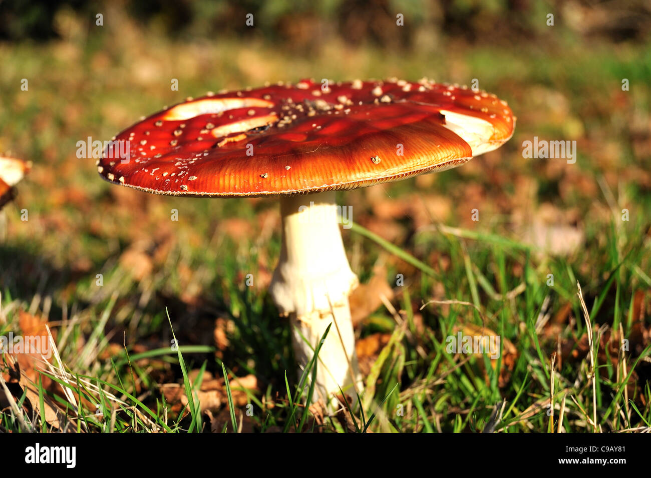 Fly Agaric  mushroom  toadstool Amanita Muscaria Stock Photo