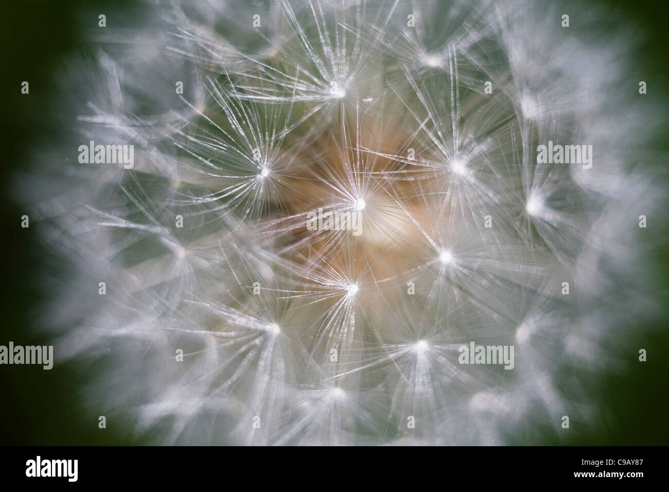 Common English garden weed: Delicate, feathery white dandelion clock close up - complete seed head, view from above Stock Photo