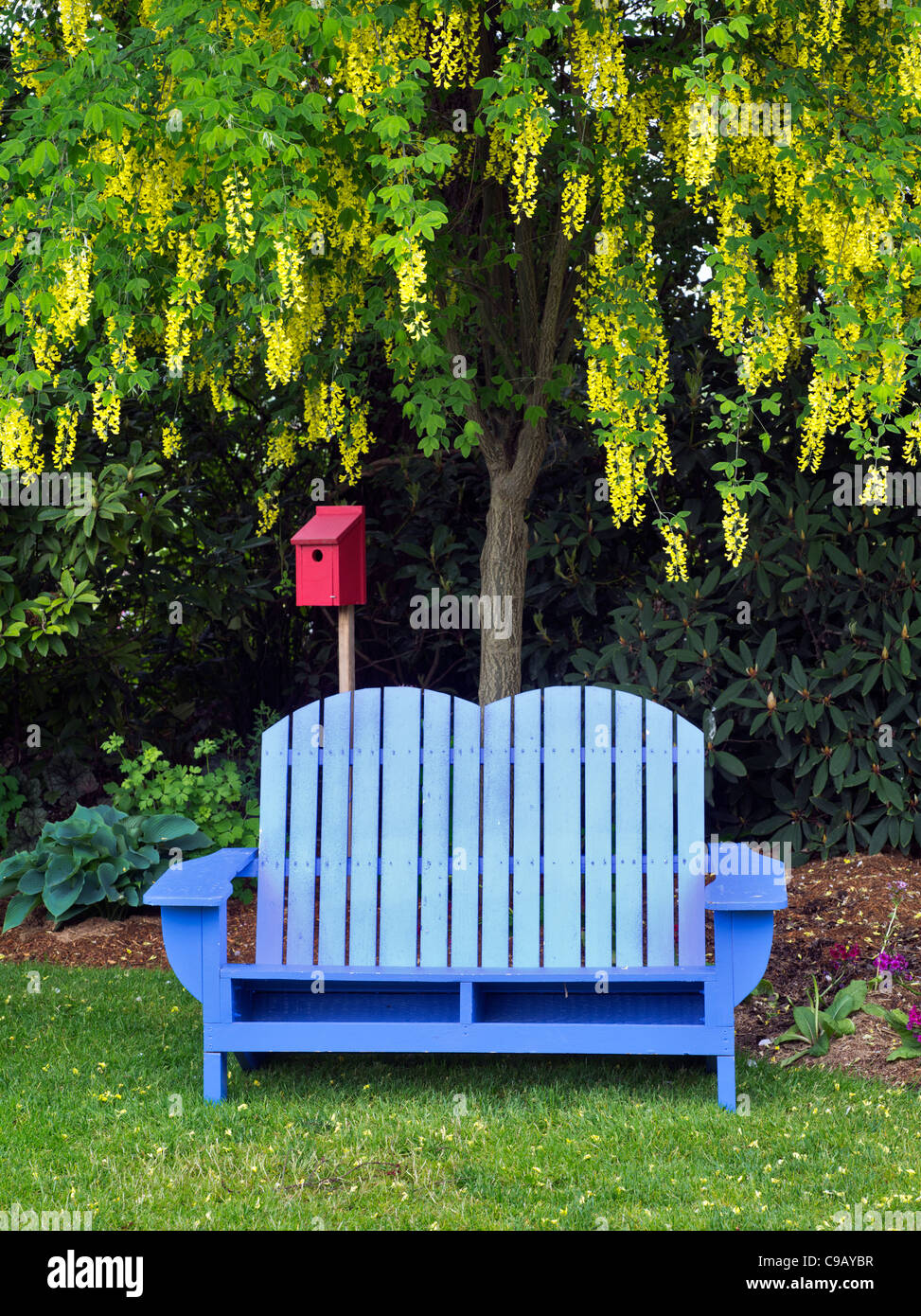 Bench and golden chain tree. Oregon Stock Photo
